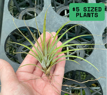 Load image into Gallery viewer, Air Plant - Tillandsia No6
