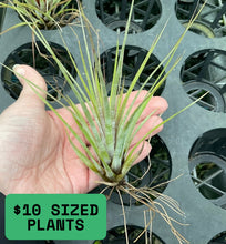 Load image into Gallery viewer, Air Plant - Tillandsia No6
