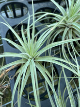 Load image into Gallery viewer, Air Plant - Tillandsia No19 espinosae
