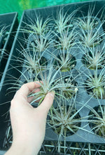 Load image into Gallery viewer, Air Plant - Tillandsia No16 gardneri
