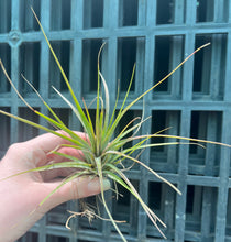 Load image into Gallery viewer, Air Plant - Tillandsia No6
