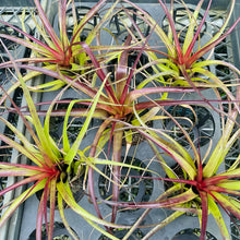 Load image into Gallery viewer, Air Plant - Tillandsia No5 variabilis

