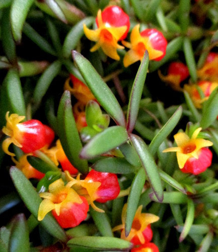 Flowering Size Plant - Mediocalcar decoratum  -species