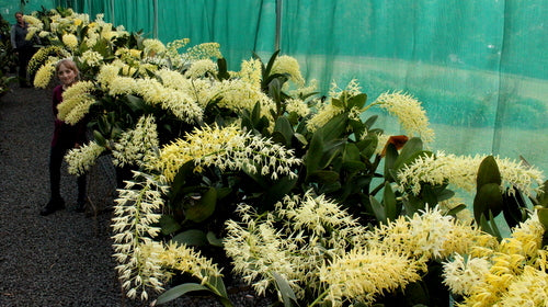 Orchid 125mm Pot size - Dendrobium speciosum Mimo's Best x Windermere - King Orchid- - Australian Native