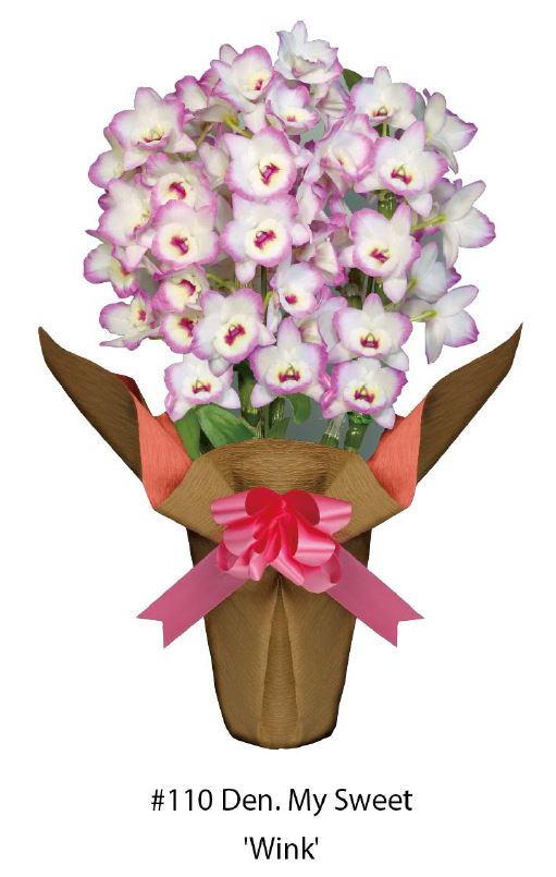 Flask - Dendrobium Nobile My Sweet 'Wink'  Soft Cane Yamamoto Breeding