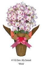 Load image into Gallery viewer, Orchid Seedling 50mm Pot size - Dendrobium My Sweet Wink softcane
