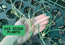 Load image into Gallery viewer, Air Plant - Tillandsia No2 pseudobaileyi
