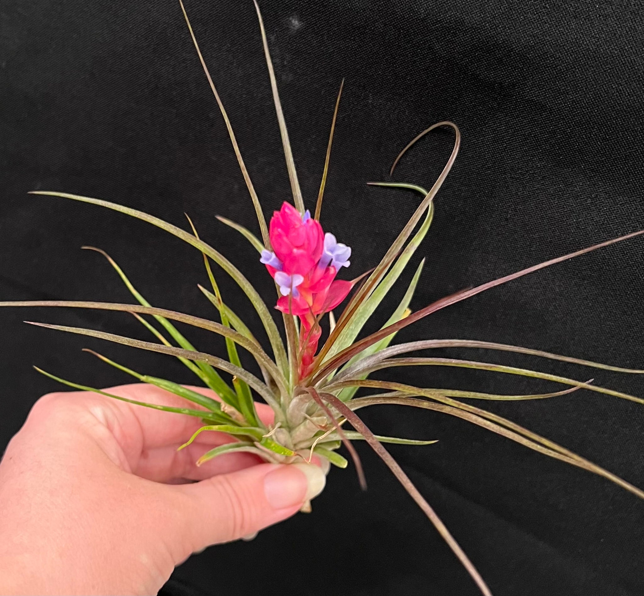 Tillandsia stricta × neglecta (sp) T'S株 Tillandsia Tillandsia stricta × neglecta (sp) T'S株 Tillandsia