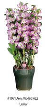 Load image into Gallery viewer, Flask - Dendrobium Nobile Violet Fizz &#39;Luna&#39;  Soft Cane Yamamoto Breeding
