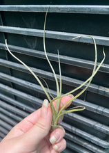 Load image into Gallery viewer, Air Plant - Tillandsia No2 pseudobaileyi
