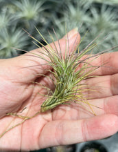 Load image into Gallery viewer, Air Plant - Tillandsia No33 funkiana
