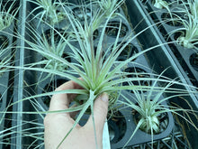 Load image into Gallery viewer, Air Plant - Tillandsia No16 gardneri
