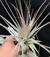 Load image into Gallery viewer, Air Plant Tillandsia - *IN SPIKE* - No16 gardneri

