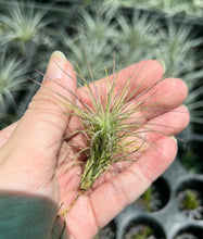 Load image into Gallery viewer, Air Plant - Tillandsia No33 funkiana
