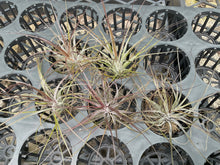 Load image into Gallery viewer, Air Plant - Tillandsia No9 nigra (stricta ‘dark’)
