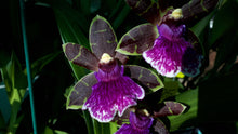Load image into Gallery viewer, Flask - Oncidium Zygopetalum Artur Elle 'Tombstone'
