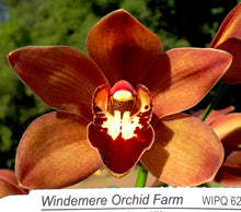 Load image into Gallery viewer, 70mm pot - Tropical Cymbidium Seedlings Mixed Colours/ varieties Lucky Dip
