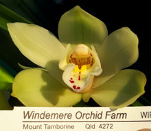 Load image into Gallery viewer, 70mm pot - Tropical Cymbidium Seedlings Mixed Colours/ varieties Lucky Dip
