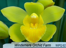 Load image into Gallery viewer, 70mm pot - Tropical Cymbidium Seedlings Mixed Colours/ varieties Lucky Dip
