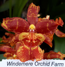 Load image into Gallery viewer, Flask - Oncidium Odontocidium Golden Mirth &#39;Filini&#39;s Gold Dust&#39;
