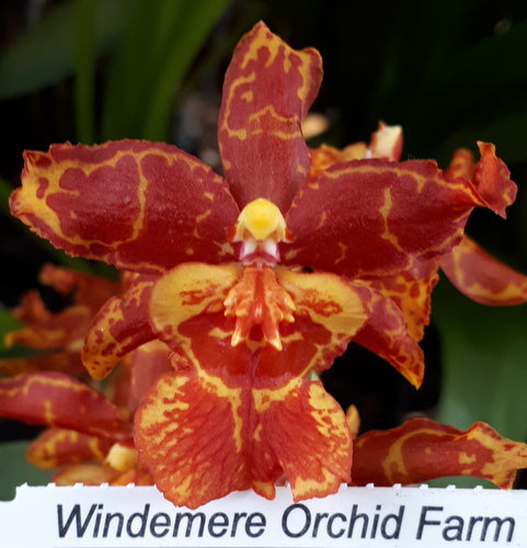 Flask - Oncidium Odontocidium Golden Mirth 'Filini's Gold Dust'