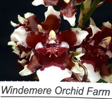 Load image into Gallery viewer, Orchid 50mm Pot Size - Oncidium Heaven Scent &#39;Redolence&#39;
