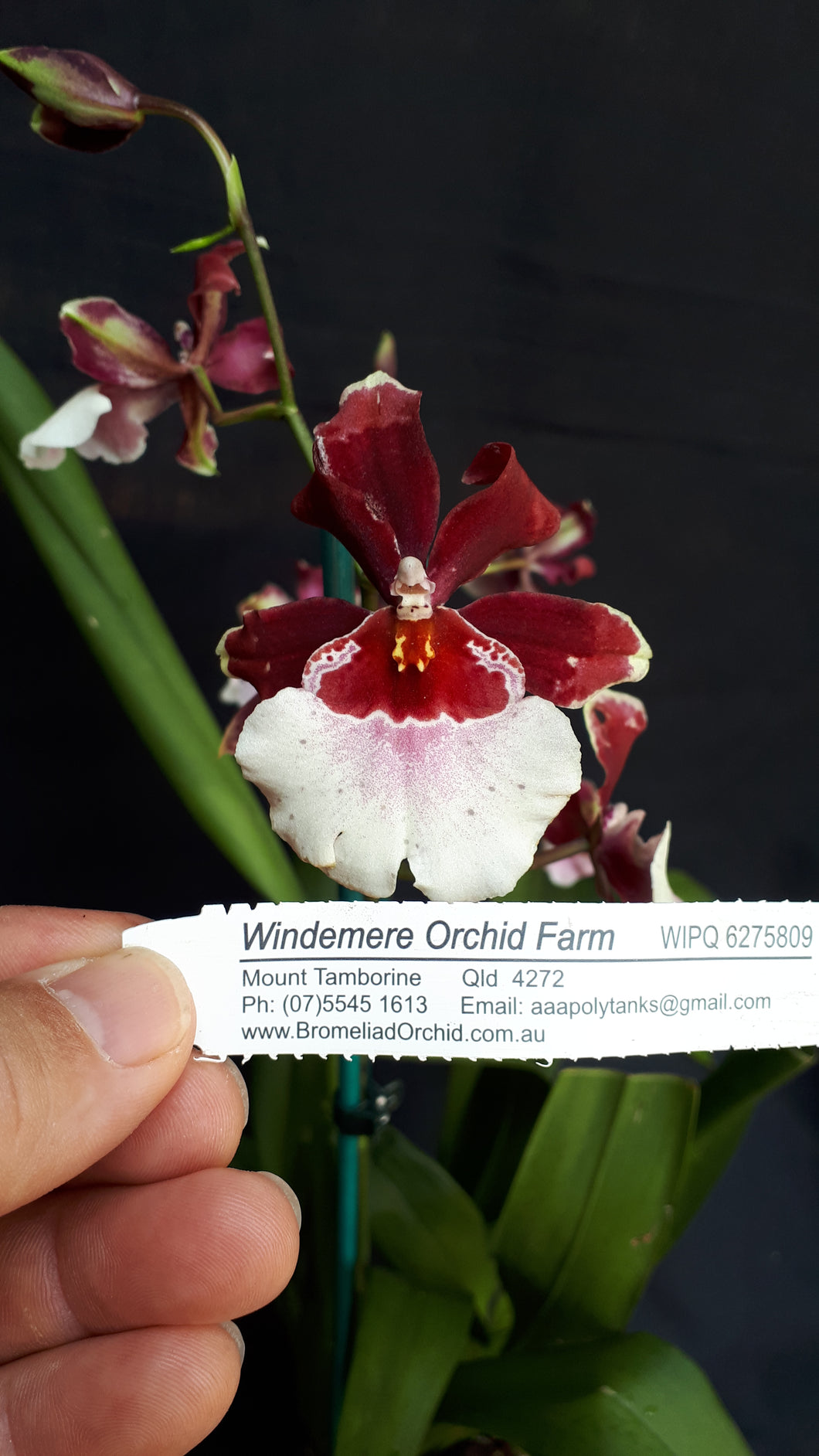Flowering Size Plant - Oncidium Miltonidium Bartley Schwarz 'Highlander'