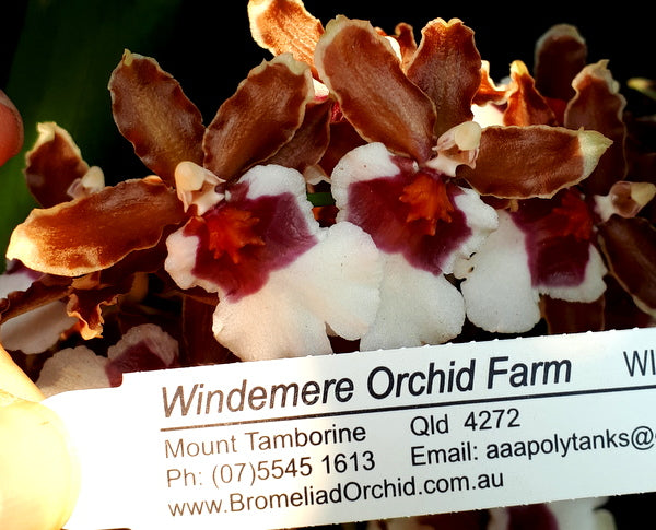 Flowering Size Plant - Oncidium Oncidioda Pacific Pagan Kilauea