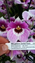 Load image into Gallery viewer, Orchid Seedling 50mm Pot Size - Miltoniopsis Prelapsarian Stefanie
