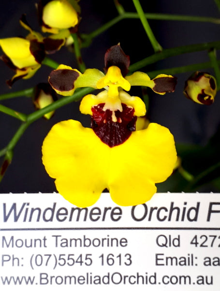 Flowering Size Plant - Oncidium Alosuka 'Claire'