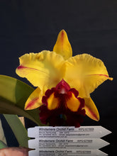 Load image into Gallery viewer, Orchid Seedling  50mm Pot Size - Cattleya Rlc Liu&#39;s Joyance x Morning Glory &#39;Valentine Kiss&#39;
