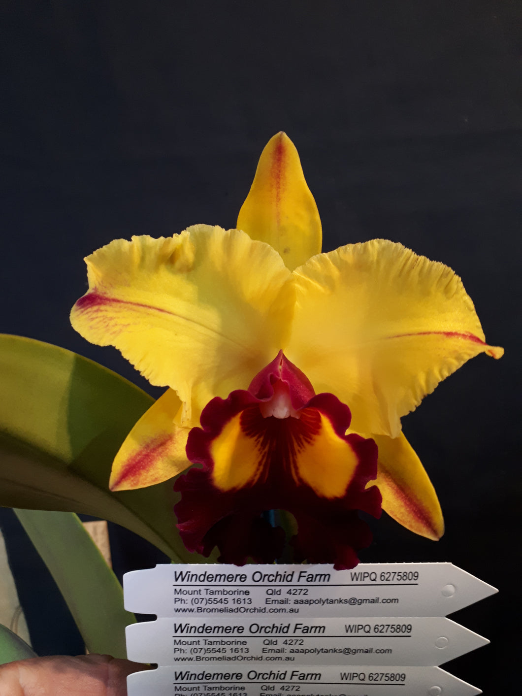 Orchid Seedling  50mm Pot Size - Cattleya Rlc Liu's Joyance x Morning Glory 'Valentine Kiss'
