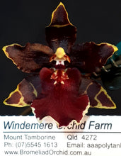 Load image into Gallery viewer, Flask - Oncidium Odontocidium Wildcat &#39;Bobcat&#39;
