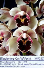 Load image into Gallery viewer, 70mm pot - Tropical Cymbidium Seedlings Mixed Colours/ varieties Lucky Dip
