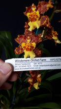 Load image into Gallery viewer, Orchid Seedling 50mm Pot size - Oncidium Wilsonara Pacific Passage 'Handsome'
