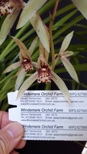 Load image into Gallery viewer, 70mm pot - Tropical Cymbidium Seedlings Mixed Colours/ varieties Lucky Dip
