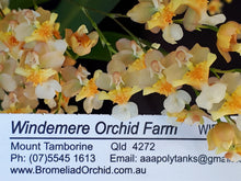 Load image into Gallery viewer, Orchid Seedling 50mm Pot size - Oncidium Twinkle 'Fragrant Fantasy'
