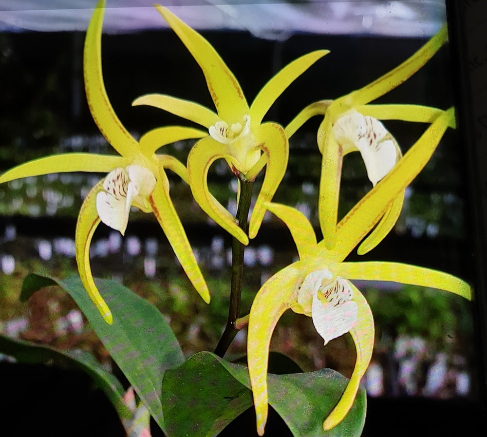 Orchid Seedling 50mm Pot size - Dendrobium Hilda Poxon - Australian Native