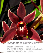 Load image into Gallery viewer, 70mm pot - Tropical Cymbidium Seedlings Mixed Colours/ varieties Lucky Dip
