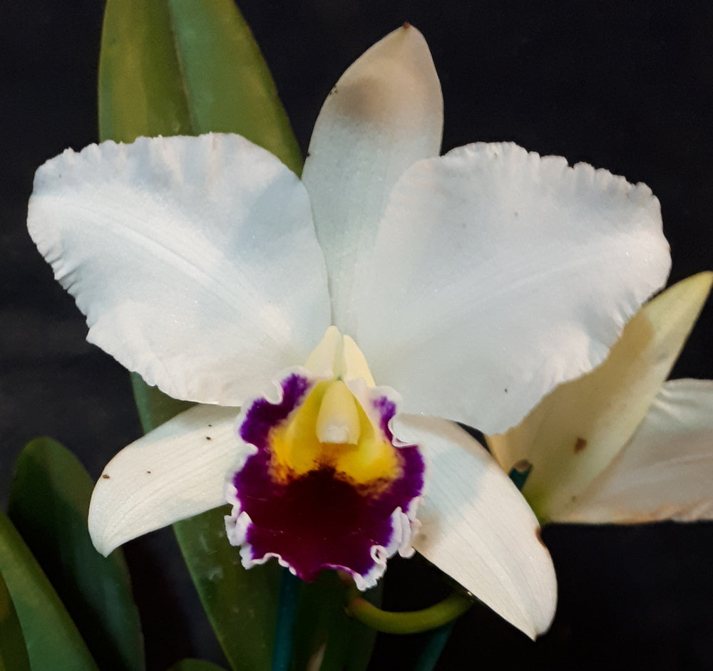 Orchid Seedling 50mm Pot size - Cattleya Topaz Impact x Burdekin News