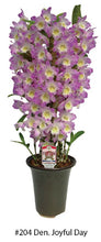 Load image into Gallery viewer, Orchid Seedling 50mm Pot size - Dendrobium Joyful Day softcane
