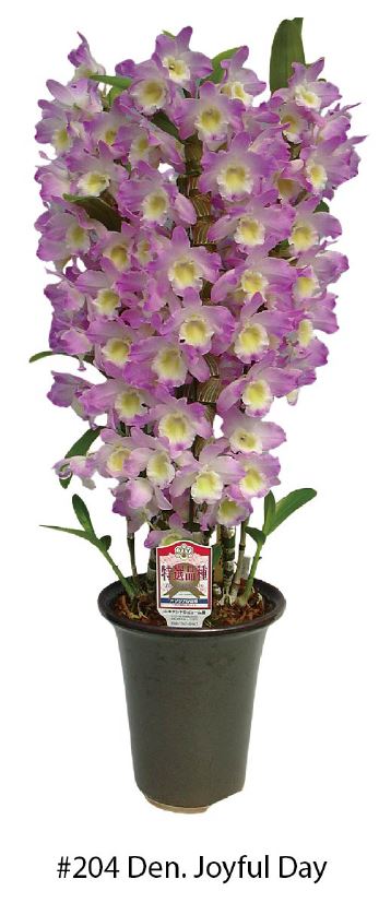 Flask - Dendrobium Nobile Joyful Day  Soft Cane Yamamoto Breeding