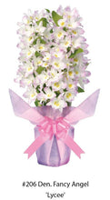 Load image into Gallery viewer, Orchid Seedling 50mm Pot size - Dendrobium Fancy Angel Lycee softcane
