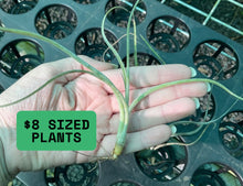 Load image into Gallery viewer, Air Plant - Tillandsia No2 pseudobaileyi
