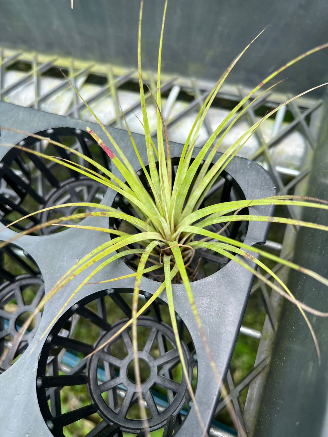 Air Plant - Tillandsia No28