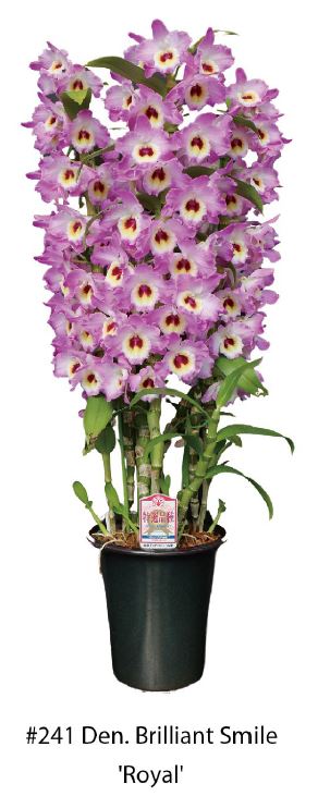 Flask - Dendrobium Nobile Brilliant Smile 'Royal'  Soft Cane Yamamoto Breeding