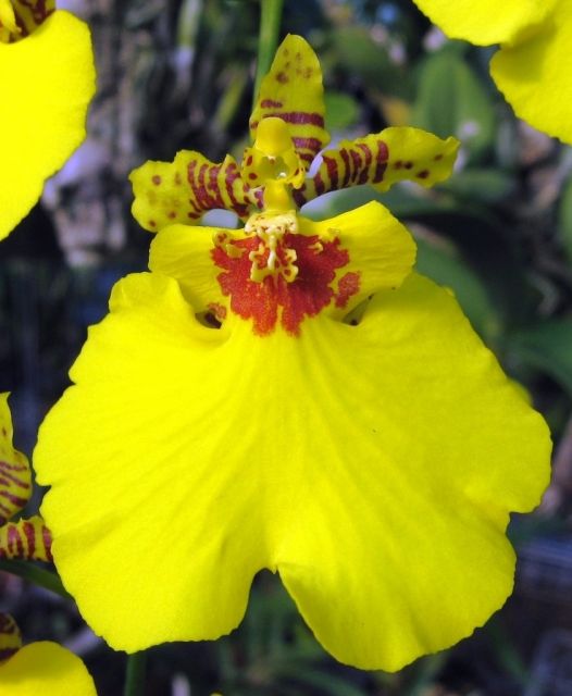 Orchid Seedling 50mm Pot Size - Oncidium Aloha