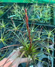 Load image into Gallery viewer, Air Plant - Tillandsia No5 variabilis
