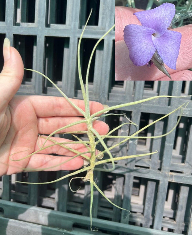 Air Plant - Tillandsia No11 paleacea