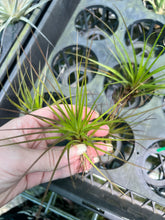 Load image into Gallery viewer, Air Plant - Tillandsia No17
